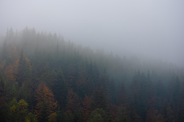 国产车销量排行榜